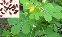 B&#224;i thuốc trị t&#225;o b&#243;n ở người cao tuổi