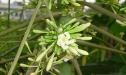 B&#224;i thuốc ph&#242;ng, trị bệnh ho g&#224;
