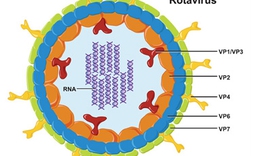 D&#249;ng thuốc cầm ti&#234;u chảy do Rotavirus cho trẻ - Nguy hiểm!