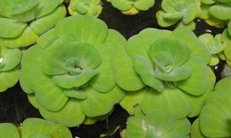 B&#224;i thuốc trị bệnh dị ứng