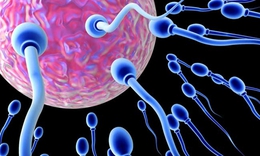 Thế nào là tinh trùng yếu và thiếu?