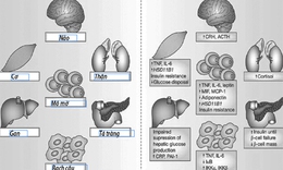 Hội chứng chuyển h&#243;a - Nguy cơ cao mắc bệnh tim mạch, đ&#225;i th&#225;o đường