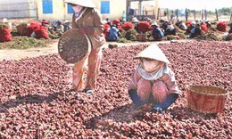 Mù mắt vì... bảo quản hành