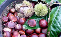 Hạt dẻ - vua của loài quả khô phòng nhiều bệnh