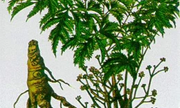 Đinh lăng hoạt huyết, an thần, ti&#234;u vi&#234;m
