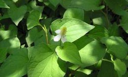 Rau diếp c&#225; - Kh&#225;ng sinh thảo dược