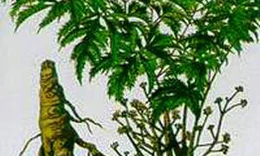 Rễ đinh lăng tăng lực, chống độc