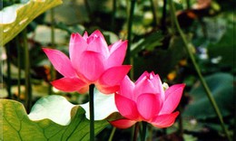 Hoa sen chính thức được đề cử Quốc hoa