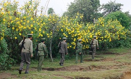 Sắc xu&#226;n V&#224;ng Ma Chải