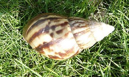 Ốc s&#234;n hoa bổ tr&#237; n&#227;o, trị hen...
