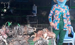 Chim trời trước tấm lưới nhẫn tâm