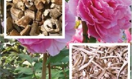 Phương dược phòng chống tiêu ban, sạm da