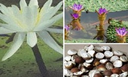 Khiếm thực ích thận cố tinh, kiện tỳ