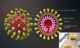 Uống tamiflu c&#243; ph&#242;ng được vi&#234;m phổi cấp do COVID-19?