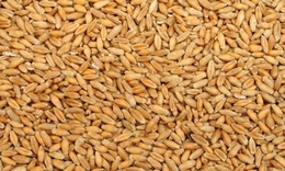 Tiểu mạch dưỡng tâm, bổ thận, kiện tỳ