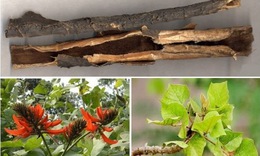 Hải đồng bì - thuốc an thần, sát trùng, tiêu cam tích