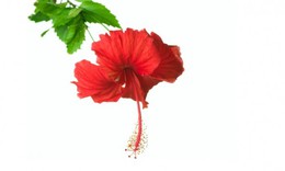 Hoa dâm bụt có tác dụng hạ huyết áp