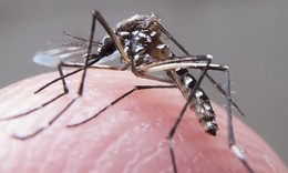 Xuất hiện 3 trường hợp đầu ti&#234;n nhiễm  virus Zika tại ch&#226;u &#194;u