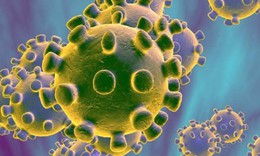 6 loại virus corona mới vừa được ph&#225;t hiện tr&#234;n dơi