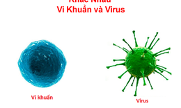 Vi khuẩn v&#224; virus loại n&#224;o nguy hiểm hơn?