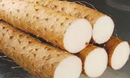 Cây củ mài có công dụng gì?