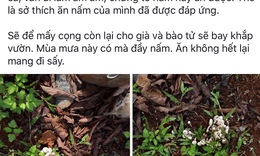 L&#234;n mạng khoe ăn nấm dại m&#224; vẫn b&#236;nh an, chuy&#234;n gia chống độc n&#243;i g&#236;?