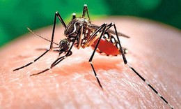 H&#224; Nội xin &#253; kiến chuy&#234;n gia về c&#225;c biện ph&#225;p ph&#242;ng bệnh truyền nhiễm