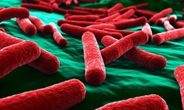 Vật liệu mới diệt vi khuẩn E.coli
