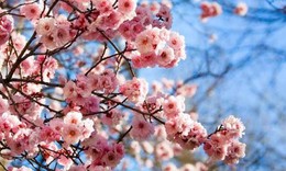 Nghỉ Tết &#194;m lịch 2017: Đang xem x&#233;t 2 phương &#225;n