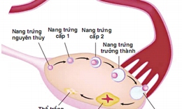 Nang trứng: Tho&#225;i h&#243;a v&#224; trưởng th&#224;nh