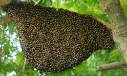 Ong rừng tấn công làm 11 người thương vong