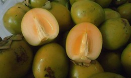 Tắc ruột khi ăn trái hồng giòn sai cách