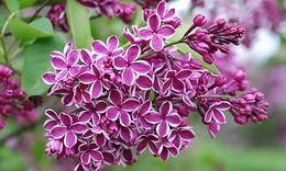 Ðinh hương giảm đau, sát khuẩn