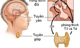 Suy tuyến gi&#225;p ảnh hưởng khả năng sinh sản