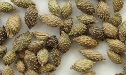 Điều trị viêm nang lông bằng y học cổ truyền