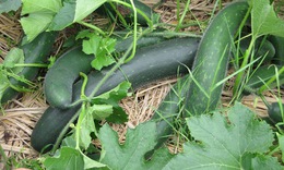 Bí xanh: Thuốc quý