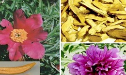 Đông y chữa bệnh viêm mũi