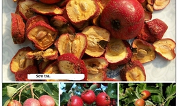 Sơn tra - quả ngon, thuốc quý