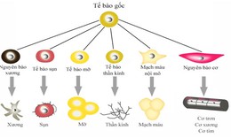 Tạo si&#234;u tế b&#224;o gốc khắc phục hiện tượng thải gh&#233;p&#160;