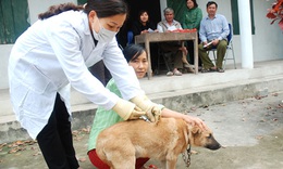 M&#249;a h&#232;, lo ngại bệnh dại tăng cao do nắng n&#243;ng