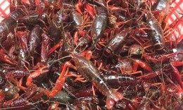 Chính phủ yêu cầu kiểm tra phản ánh tôm hùm đất dù bị cấm vẫn bán tràn lan