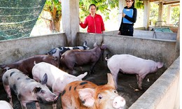 Hà Nội: 76 xã, phường đã qua 30 ngày không phát sinh bệnh dịch tả lợn châu Phi
