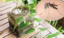 H&#224; Nội: Loại trừ hơn 220.000 ổ bọ gậy, cần lật &#250;p tất cả dụng cụ chứa nước