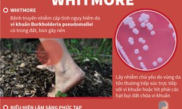 Bộ Y tế y&#234;u cầu tăng cường chẩn đo&#225;n, điều trị bệnh Whitmore