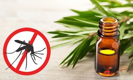 Ngo&#224;i tinh dầu, c&#243; rất nhiều c&#225;ch gi&#250;p bạn đuổi muỗi ph&#242;ng sốt xuất huyết