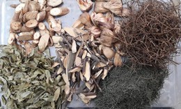 Chữa khỏi bệnh hội chứng thận hư và suy thận nhẹ nhờ bài thuốc quý của lương y Lê Thanh Hương