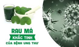 Rau m&#225; - “khắc tinh” của bệnh tế b&#224;o ung thư