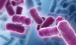 Sử dụng lợi khuẩn Bacillus – hướng đi mới trong việc bảo vệ sức khỏe đường ti&#234;u h&#243;a