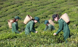 Kết quả đại hội cổ đ&#244;ng CTCP GTNFOODS