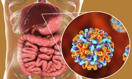 Hiểu đ&#250;ng về cơ chế virus tấn c&#244;ng v&#224;o cơ thể g&#226;y vi&#234;m gan